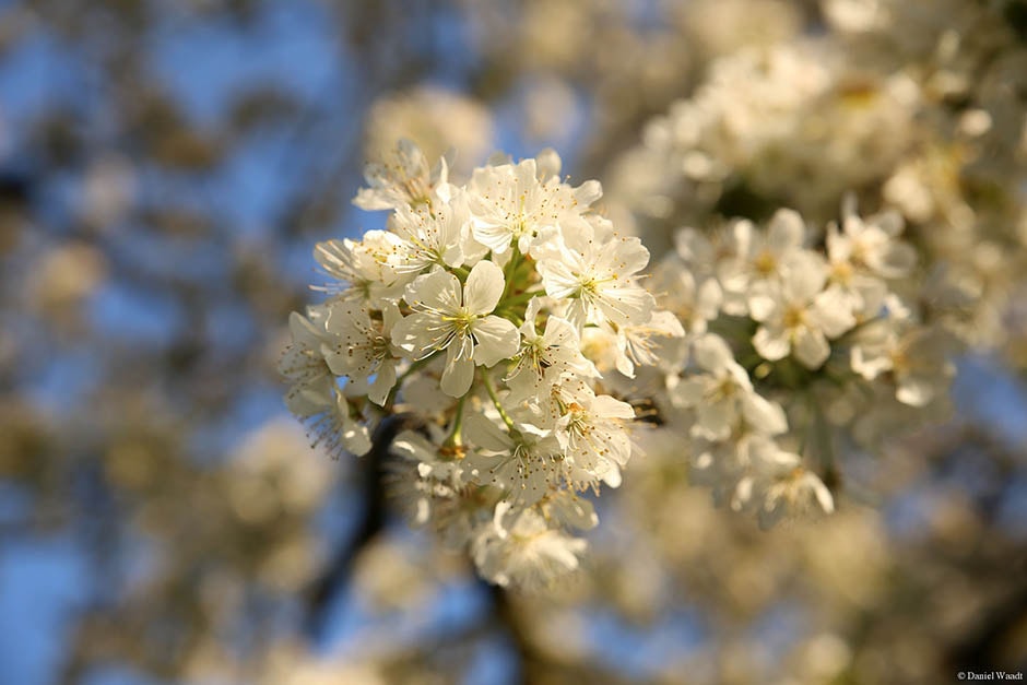 Kirschblüte Nürnberg